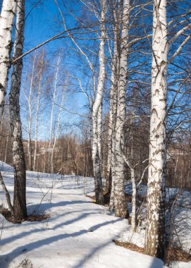 Orman erken ilkbaharda huş ağacı. Erken Bahar orman. ilk sıcak gün