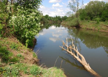 bahar Nehri. Nehir ve bahar orman. Doğa kompozisyon. Bahar Nehri bulutlarda yansımanın. Ağaçlar ilkbaharda bir nehir kıyısında