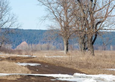 Bahar son kar. Ağaçlar