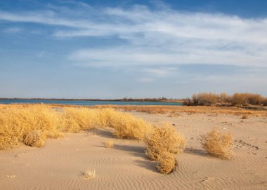 kum bahar bozkır. ağaçlar ve kum mavi gökyüzü arka plan üzerinde. Kazakistan bozkırlarında