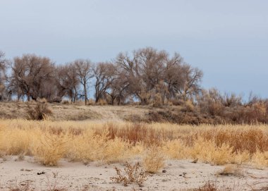 kum bahar bozkır. ağaçlar ve kum mavi gökyüzü arka plan üzerinde. Kazakistan bozkırlarında