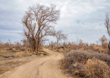 bahar bozkır. Doğa kıştan sonra uyanır. çölde ağaçlar geçen yılki çim