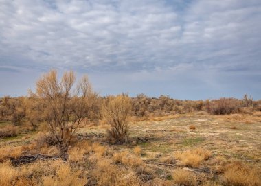 bahar bozkır. Doğa kıştan sonra uyanır. çölde ağaçlar geçen yılki çim