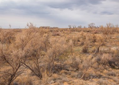 bahar bozkır. Doğa kıştan sonra uyanır. çölde ağaçlar geçen yılki çim