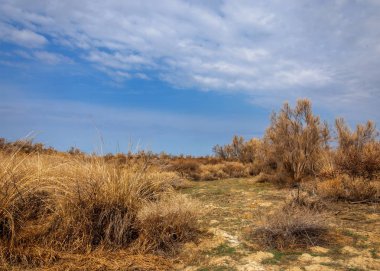 bahar bozkır. Doğa kıştan sonra uyanır. çölde ağaçlar geçen yılki çim