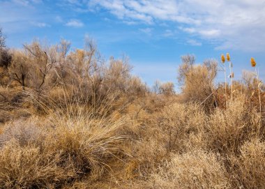 bahar bozkır. Doğa kıştan sonra uyanır. çölde ağaçlar geçen yılki çim