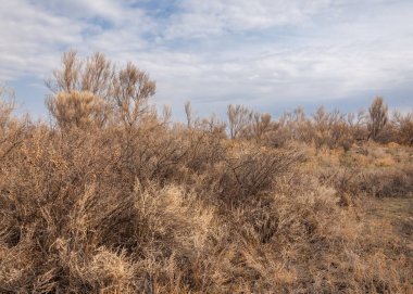 bahar bozkır. Doğa kıştan sonra uyanır. çölde ağaçlar geçen yılki çim