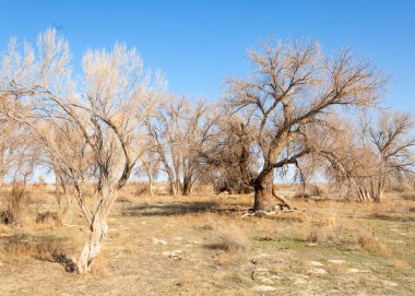bahar bozkır. Doğa kıştan sonra uyanır. çölde ağaçlar geçen yılki çim