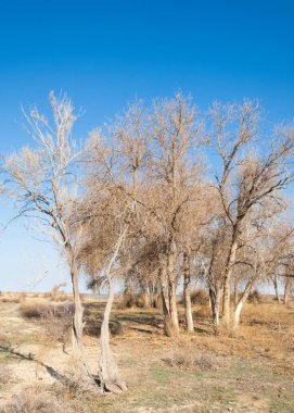 bahar bozkır. Doğa kıştan sonra uyanır. çölde ağaçlar geçen yılki çim