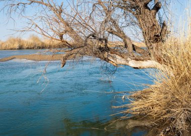 bahar bozkır nehirde. nehir sazlık ile büyümüş. saf zümrüt sudur