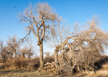 bahar bozkır. Doğa kıştan sonra uyanır. çölde ağaçlar geçen yılki çim