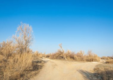 bahar bozkır. Doğa kıştan sonra uyanır. çölde ağaçlar geçen yılki çim