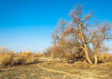 bahar bozkır. Doğa kıştan sonra uyanır. çölde ağaçlar geçen yılki çim