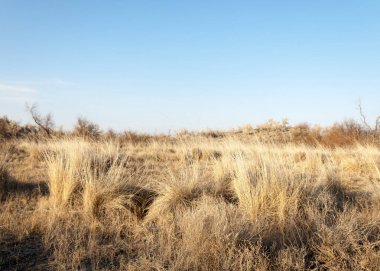 bahar bozkır. Doğa kıştan sonra uyanır. çölde ağaçlar geçen yılki çim