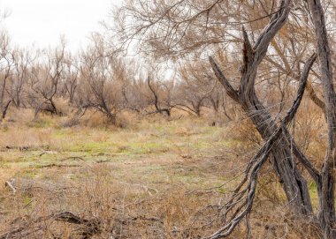 bahar bozkır. Doğa kıştan sonra uyanır. çölde ağaçlar geçen yılki çim