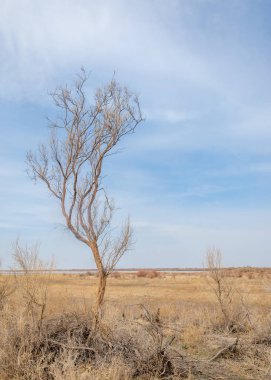 bahar bozkır. Doğa kıştan sonra uyanır. çölde ağaçlar geçen yılki çim