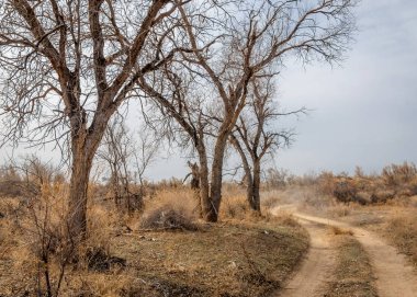bahar bozkır. Doğa kıştan sonra uyanır. çölde ağaçlar geçen yılki çim