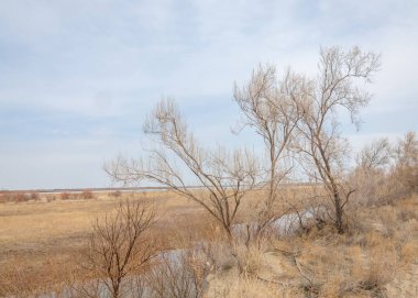 bahar bozkır. Doğa kıştan sonra uyanır. çölde ağaçlar geçen yılki çim