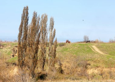 Bahar kavak dağ geçidi büyümek