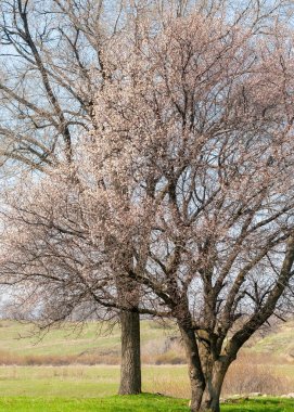  Pembe ağaçlar çiçek. Kayısı bahar çiçekleri. Arka plan sanat, pembe çiçekleri, duvar kağıdı ile şube. Kayısı ağacı çiçek.