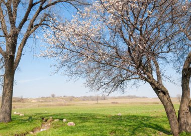  Pembe ağaçlar çiçek. Kayısı bahar çiçekleri. Arka plan sanat, pembe çiçekleri, duvar kağıdı ile şube. Kayısı ağacı çiçek.