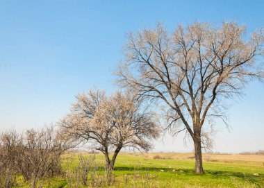  Pembe ağaçlar çiçek. Kayısı bahar çiçekleri. Arka plan sanat, pembe çiçekleri, duvar kağıdı ile şube. Kayısı ağacı çiçek.