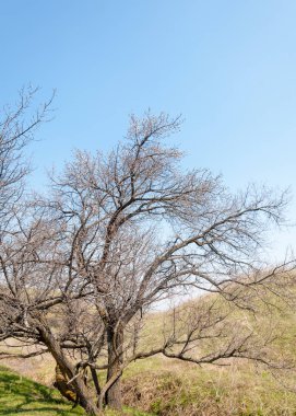  Pembe ağaçlar çiçek. Kayısı bahar çiçekleri. Arka plan sanat, pembe çiçekleri, duvar kağıdı ile şube. Kayısı ağacı çiçek.