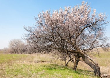  Pembe ağaçlar çiçek. Kayısı bahar çiçekleri. Arka plan sanat, pembe çiçekleri, duvar kağıdı ile şube. Kayısı ağacı çiçek.