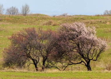  Pembe ağaçlar çiçek. Kayısı bahar çiçekleri. Arka plan sanat, pembe çiçekleri, duvar kağıdı ile şube. Kayısı ağacı çiçek.