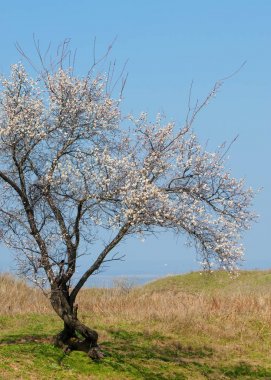  Pembe ağaçlar çiçek. Kayısı bahar çiçekleri. Arka plan sanat, pembe çiçekleri, duvar kağıdı ile şube. Kayısı ağacı çiçek.