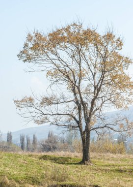 bahar elm olmadan fotoğraflandı bırakır