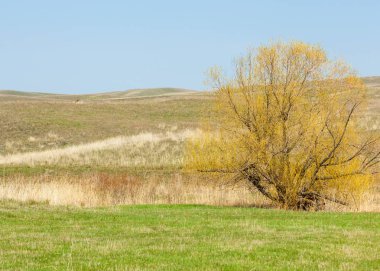 Bahar eteklerinde, yeşil çimen, tepeler, willow brook üzerinde,