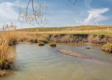 willow, Tien Shan eteklerinde büyüyen sahilde bahar creek