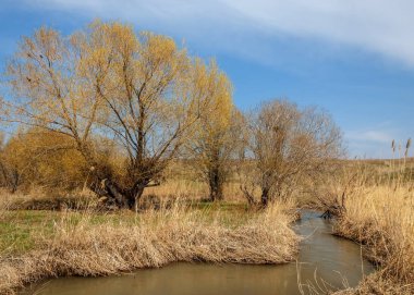 willow, Tien Shan eteklerinde büyüyen sahilde bahar creek