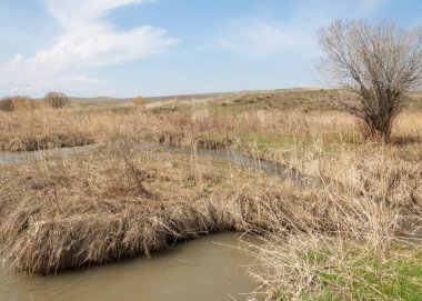 willow, Tien Shan eteklerinde büyüyen sahilde bahar creek