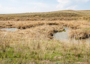 willow, Tien Shan eteklerinde büyüyen sahilde bahar creek