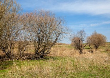 willow, Tien Shan eteklerinde büyüyen sahilde bahar creek