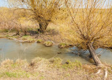 willow, Tien Shan eteklerinde büyüyen sahilde bahar creek