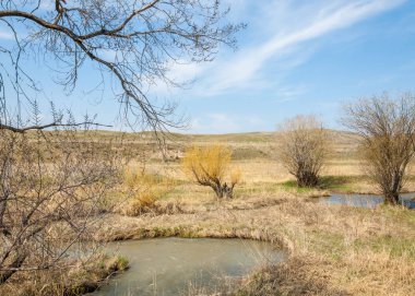 willow, Tien Shan eteklerinde büyüyen sahilde bahar creek
