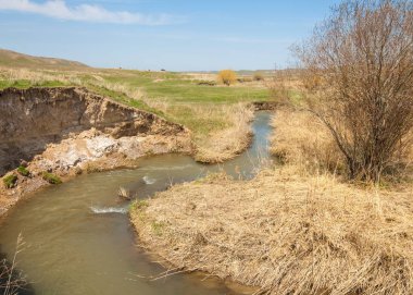 willow, Tien Shan eteklerinde büyüyen sahilde bahar creek