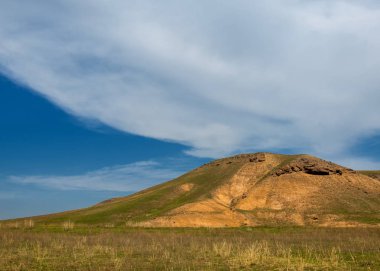 willow, Tien Shan eteklerinde büyüyen sahilde bahar creek