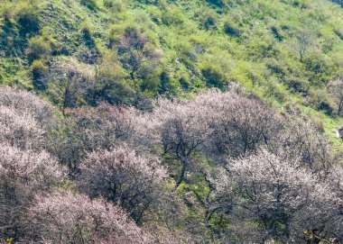 Kayısı çiçek Dağları. Tien Shan Kayısı çiçek