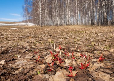ilk bahar çimen, kar caked eski huş ağacı orman kenarında, eski haystack kıştan sonra vuruyor