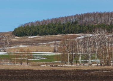 sürülmüş alan hill erken ilkbaharda kaplı orman, huş ağacı yaprakları erken baharda olmadan