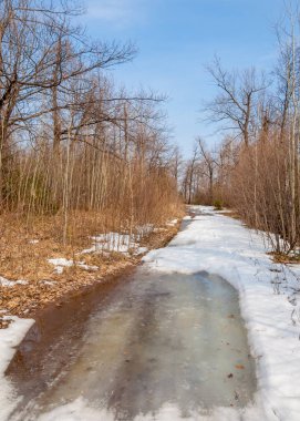 Erken Bahar Orman ülkede yol. Orman karla kaplı yollar ve erken bahar yeşil çim ile. Erken baharda kırsalında eski yol