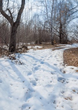 Erken Bahar Orman ülkede yol. Orman karla kaplı yollar ve erken bahar yeşil çim ile. Erken baharda kırsalında eski yol