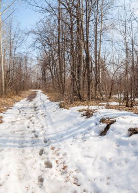 Erken Bahar Orman ülkede yol. Orman karla kaplı yollar ve erken bahar yeşil çim ile. Erken baharda kırsalında eski yol