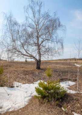 sığ uçurumu, eski kar, bahar, huş ağacı ve çam, Genç, erken bahar manzara orman bir tarlada olarak. Erken bahar güneşli bir ormanda yol eriyen kar