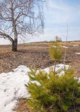 sığ uçurumu, eski kar, bahar, huş ağacı ve çam, Genç, erken bahar manzara orman bir tarlada olarak. Erken bahar güneşli bir ormanda yol eriyen kar