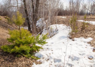 sığ uçurumu, eski kar, bahar, huş ağacı ve çam, Genç, erken bahar manzara orman bir tarlada olarak. Erken bahar güneşli bir ormanda yol eriyen kar